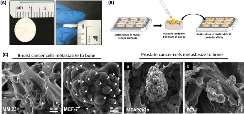 https://cdn.ncbi.nlm.nih.gov/pmc/blobs/d37c/9577303/09ea319e0d42/d2ma00528j-f11.jpg