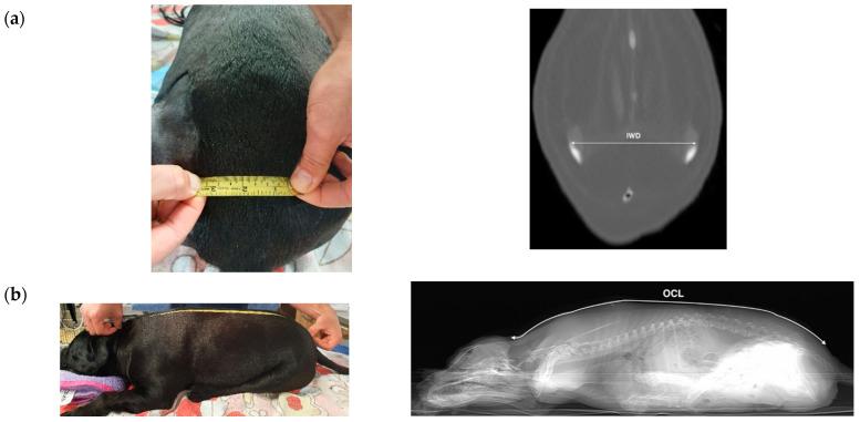 https://cdn.ncbi.nlm.nih.gov/pmc/blobs/d37e/8532872/be4939c2066f/animals-11-02974-g001.jpg