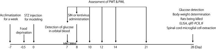 https://cdn.ncbi.nlm.nih.gov/pmc/blobs/d380/9951574/d116049612ab/JDI-14-364-g004.jpg