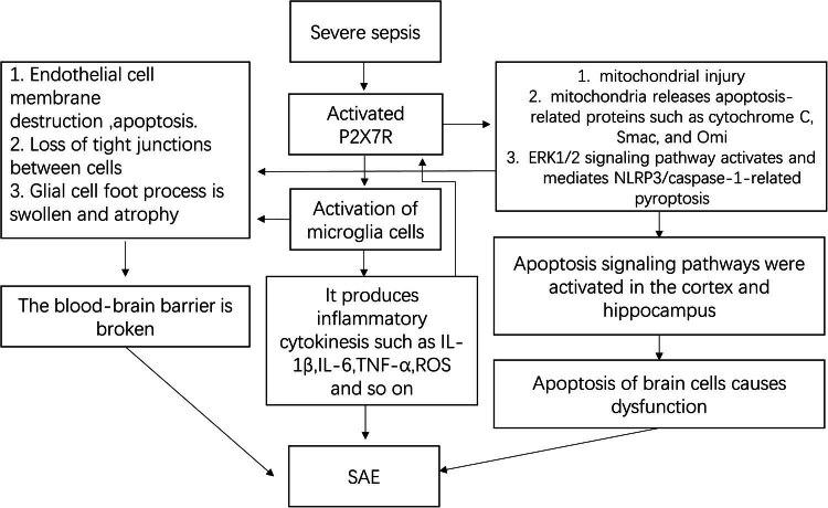 https://cdn.ncbi.nlm.nih.gov/pmc/blobs/d382/10998679/7bae3991e1df/j_biol-2022-0775-fig003.jpg