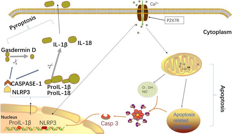 https://cdn.ncbi.nlm.nih.gov/pmc/blobs/d382/10998679/ae06b1aa9e77/j_biol-2022-0775-fig002.jpg