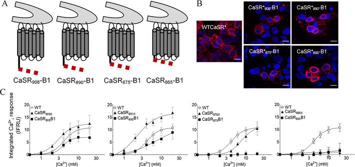 https://cdn.ncbi.nlm.nih.gov/pmc/blobs/d382/9545990/b7cdba74847a/JBMR-37-1787-g003.jpg