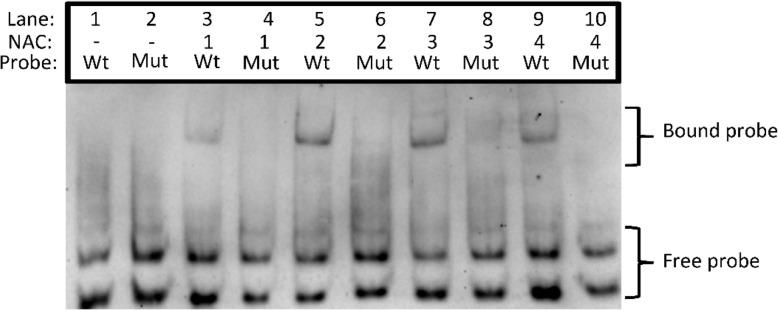 https://cdn.ncbi.nlm.nih.gov/pmc/blobs/d384/8425125/d62cf31e3b2d/12870_2021_3154_Fig8_HTML.jpg