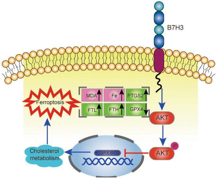 https://cdn.ncbi.nlm.nih.gov/pmc/blobs/d38a/10637087/0fdc627ad1a5/CAS-114-4225-g006.jpg