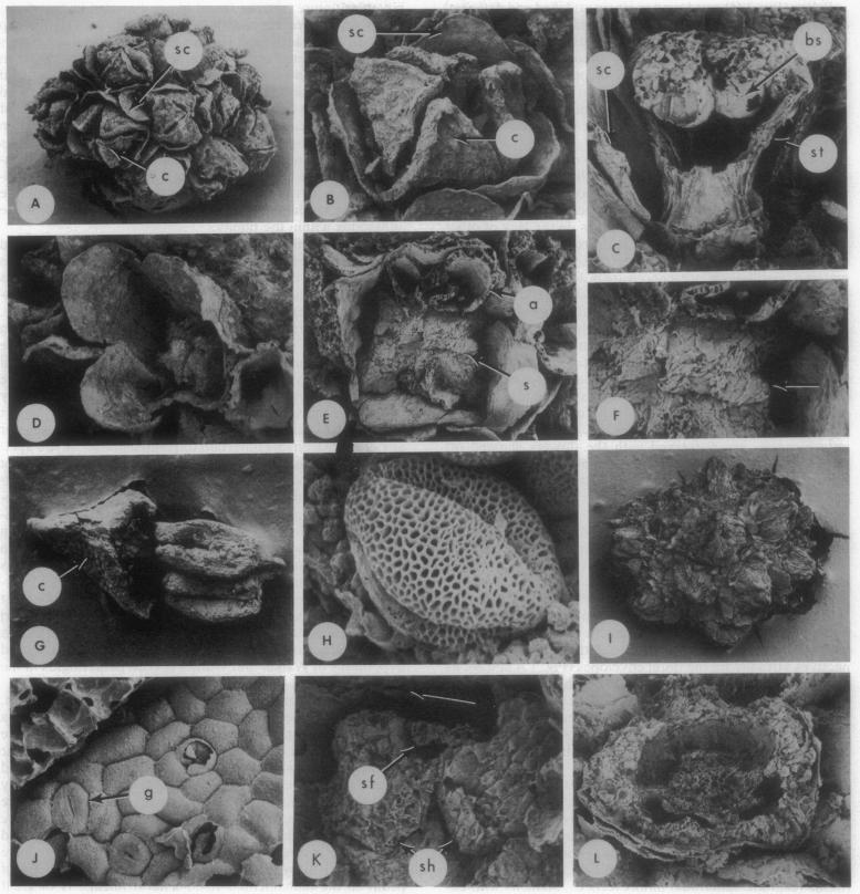 https://cdn.ncbi.nlm.nih.gov/pmc/blobs/d38a/50049/1e289ba3e652/pnas01093-0139-a.jpg