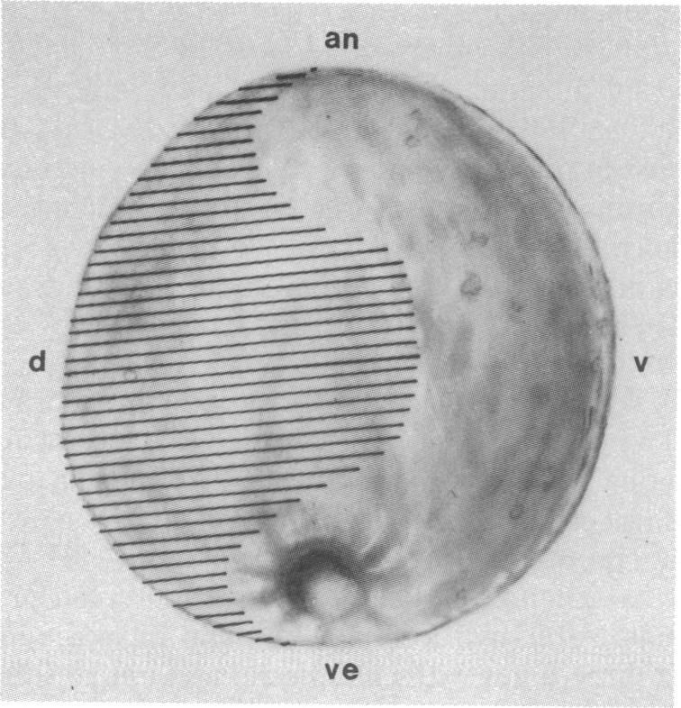 https://cdn.ncbi.nlm.nih.gov/pmc/blobs/d38d/393886/c5365165b601/pnas00635-0249-b.jpg