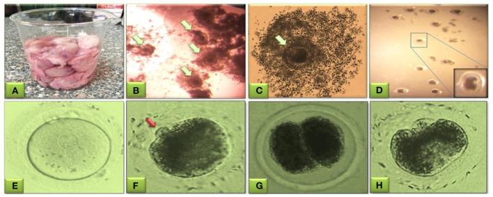 https://cdn.ncbi.nlm.nih.gov/pmc/blobs/d395/10040534/a02a7407b573/fvets-10-1138220-g0002.jpg