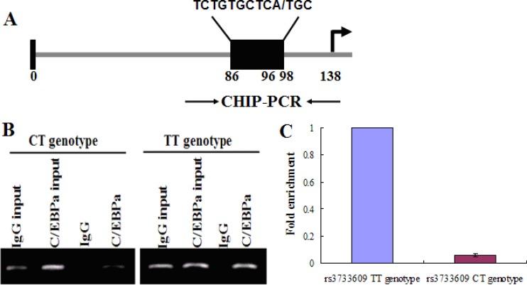 https://cdn.ncbi.nlm.nih.gov/pmc/blobs/d395/4891059/e80c18d7dd21/oncotarget-07-9550-g003.jpg