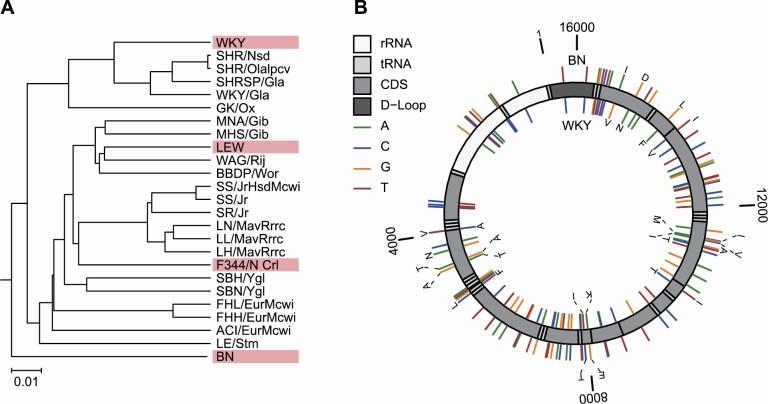 https://cdn.ncbi.nlm.nih.gov/pmc/blobs/d396/10172978/7e02ae66a4ca/glad056_fig1.jpg