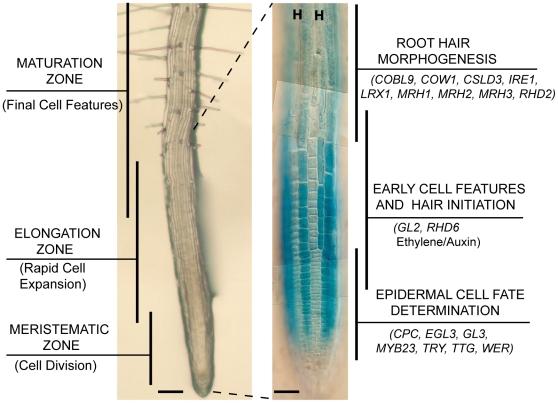 https://cdn.ncbi.nlm.nih.gov/pmc/blobs/d398/3257299/521324175a8d/pgen.1002446.g001.jpg