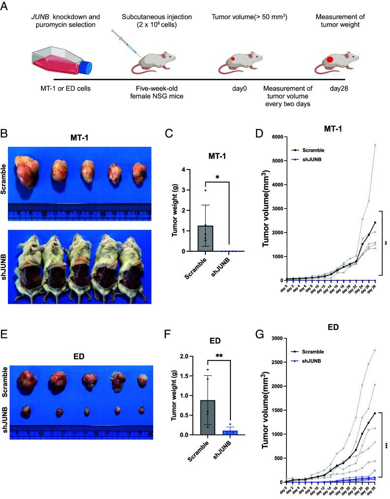https://cdn.ncbi.nlm.nih.gov/pmc/blobs/d39d/12232710/3544bcb59536/pnas.2420756122fig06.jpg