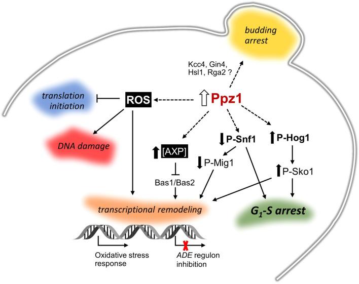 https://cdn.ncbi.nlm.nih.gov/pmc/blobs/d3a3/7519054/d1c4599bbc5e/41598_2020_72391_Fig9_HTML.jpg