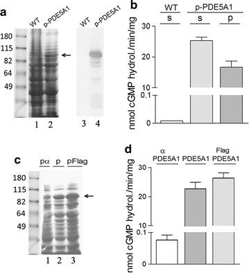 https://cdn.ncbi.nlm.nih.gov/pmc/blobs/d3a6/5610471/4fcc4a21bf66/12934_2017_779_Fig5_HTML.jpg