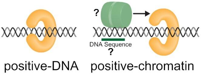 https://cdn.ncbi.nlm.nih.gov/pmc/blobs/d3a6/8501964/280c4ee252e3/gkab450fig1.jpg