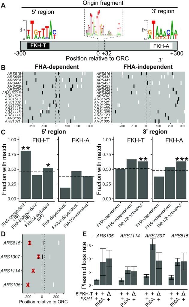 https://cdn.ncbi.nlm.nih.gov/pmc/blobs/d3a6/8501964/f6bf08e09ac5/gkab450fig4.jpg