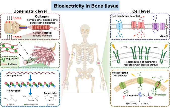 https://cdn.ncbi.nlm.nih.gov/pmc/blobs/d3ac/11486894/ddb24cc82581/40820_2024_1536_Fig1_HTML.jpg