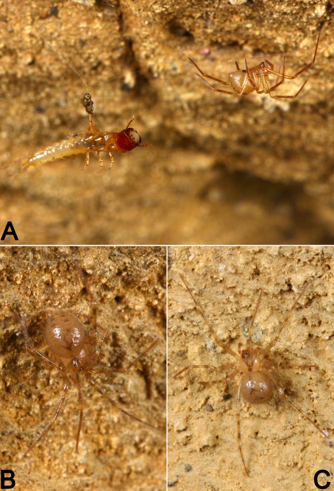 https://cdn.ncbi.nlm.nih.gov/pmc/blobs/d3ad/10463029/2979868916f6/bdj-11-e107751-g002.jpg