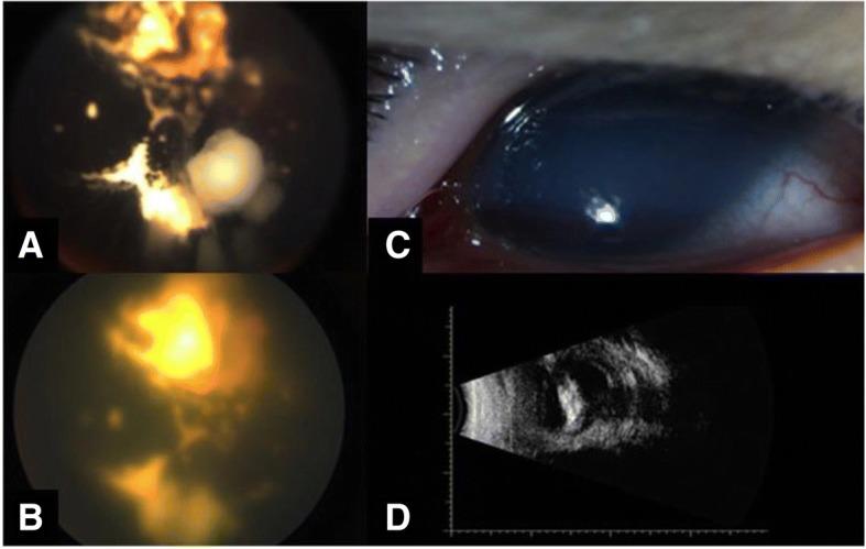 https://cdn.ncbi.nlm.nih.gov/pmc/blobs/d3ae/6390546/87deed5ab3bb/12886_2019_1059_Fig3_HTML.jpg