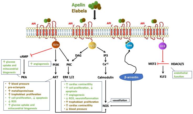 https://cdn.ncbi.nlm.nih.gov/pmc/blobs/d3b3/11988549/02b13cb8a01a/ijms-26-02986-g001.jpg