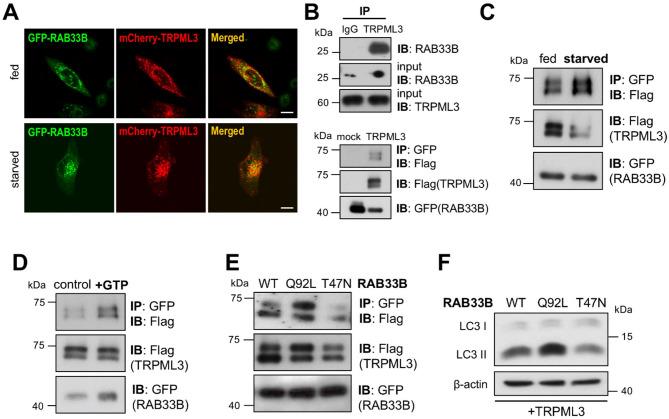 https://cdn.ncbi.nlm.nih.gov/pmc/blobs/d3b6/12378212/76996b1f61dc/41598_2025_16951_Fig3_HTML.jpg
