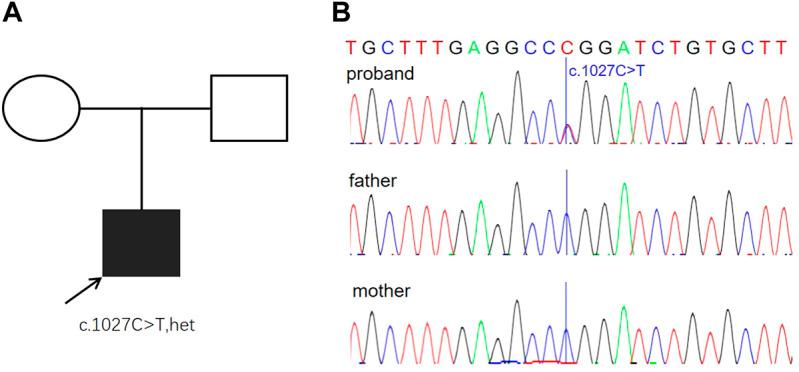 https://cdn.ncbi.nlm.nih.gov/pmc/blobs/d3b8/9662688/c82eeaf4a77c/fgene-13-1002089-g003.jpg