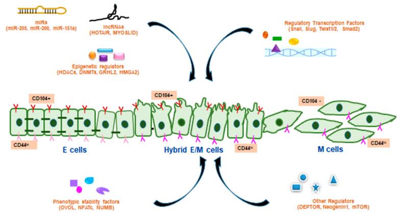 https://cdn.ncbi.nlm.nih.gov/pmc/blobs/d3b9/7697085/83282ee28c99/biomolecules-10-01561-g002.jpg
