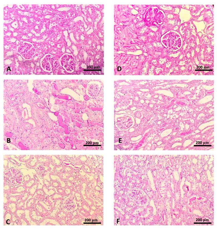 https://cdn.ncbi.nlm.nih.gov/pmc/blobs/d3bf/7866496/192fd3c58927/ijms-22-01382-g002.jpg