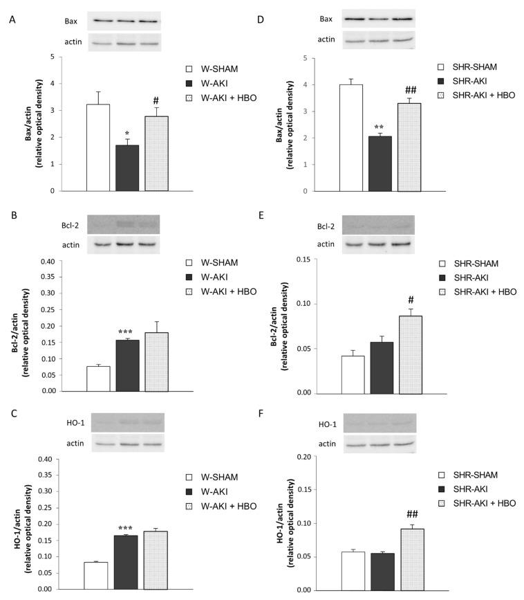https://cdn.ncbi.nlm.nih.gov/pmc/blobs/d3bf/7866496/553b57aa8aba/ijms-22-01382-g003.jpg
