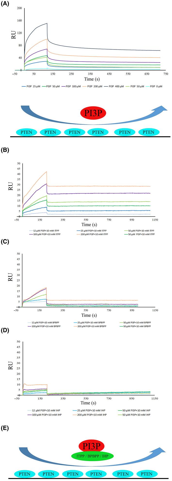 https://cdn.ncbi.nlm.nih.gov/pmc/blobs/d3c2/10002956/44e321e0054d/JCMM-27-879-g002.jpg