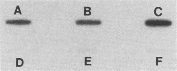 https://cdn.ncbi.nlm.nih.gov/pmc/blobs/d3c5/259253/a94513712e51/iai00073-0197-a.jpg