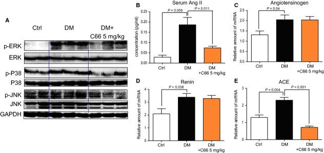 https://cdn.ncbi.nlm.nih.gov/pmc/blobs/d3c8/3930410/aea3c8cdd9e5/jcmm0018-0231-f2.jpg