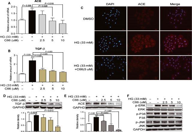 https://cdn.ncbi.nlm.nih.gov/pmc/blobs/d3c8/3930410/f07e77631a73/jcmm0018-0231-f4.jpg