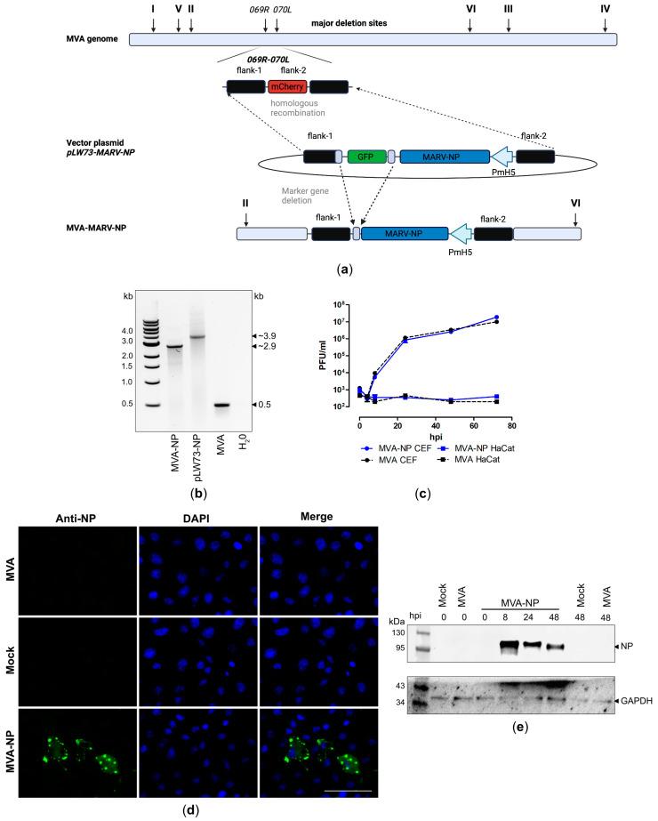 https://cdn.ncbi.nlm.nih.gov/pmc/blobs/d3cb/11680136/e6a46409266a/vaccines-12-01316-g003.jpg