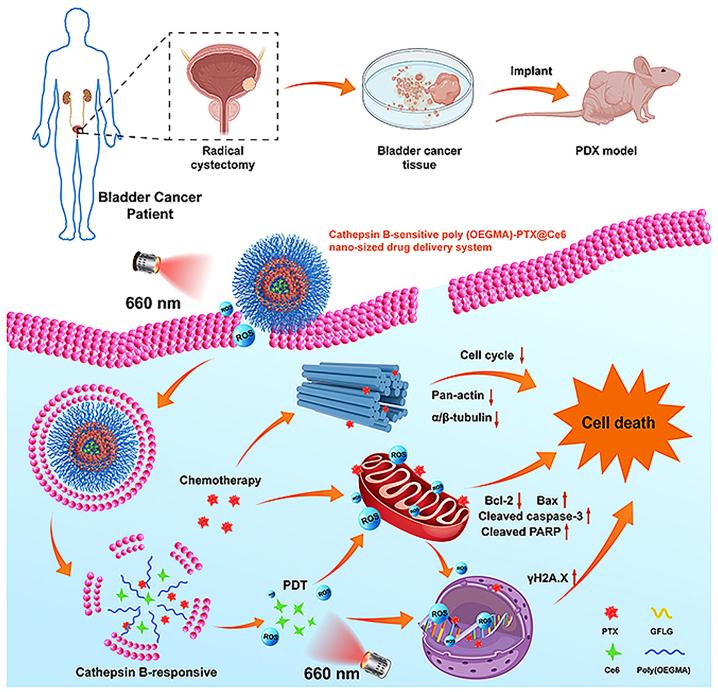 https://cdn.ncbi.nlm.nih.gov/pmc/blobs/d3d0/10471091/6d70e72f1866/j_mr-2022-0048_fig_005.jpg
