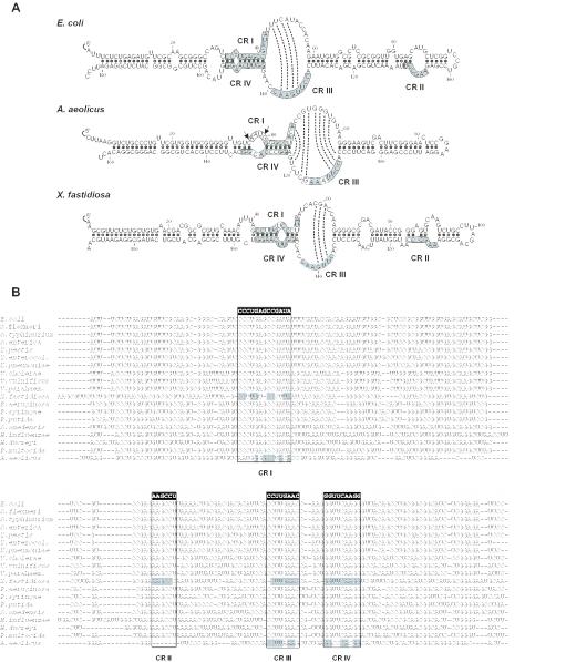 https://cdn.ncbi.nlm.nih.gov/pmc/blobs/d3d2/1074721/16c4b99a0fe9/gki334f4.jpg