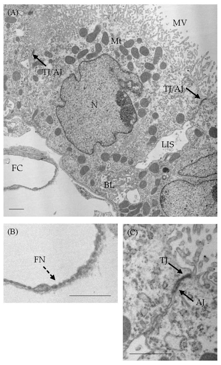 https://cdn.ncbi.nlm.nih.gov/pmc/blobs/d3d5/11048166/57db8c1f6f22/biomedicines-12-00708-g001.jpg