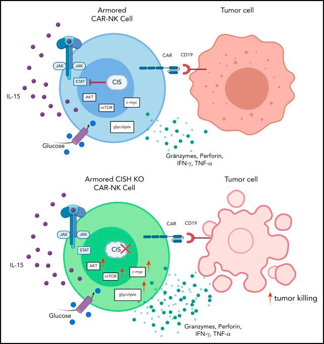https://cdn.ncbi.nlm.nih.gov/pmc/blobs/d3d6/7869185/0dc36f65b539/bloodBLD2020007748absf1.jpg