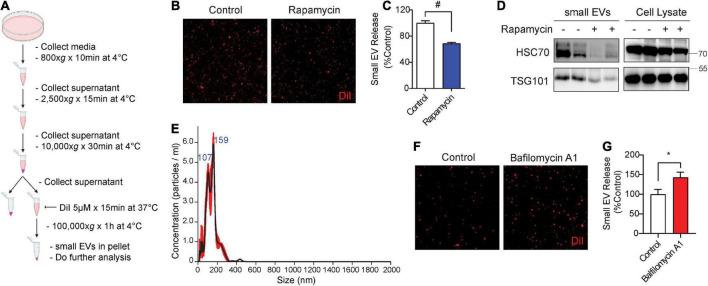 https://cdn.ncbi.nlm.nih.gov/pmc/blobs/d3d6/9452914/39b5a6d3b1d9/fnagi-14-933979-g001.jpg