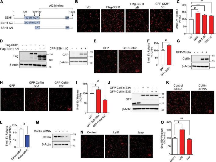 https://cdn.ncbi.nlm.nih.gov/pmc/blobs/d3d6/9452914/42832816a67d/fnagi-14-933979-g004.jpg