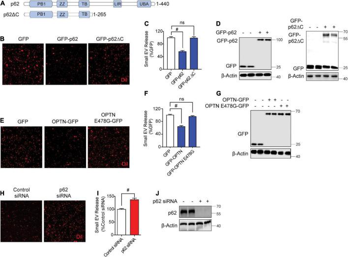 https://cdn.ncbi.nlm.nih.gov/pmc/blobs/d3d6/9452914/63663817c6c7/fnagi-14-933979-g002.jpg