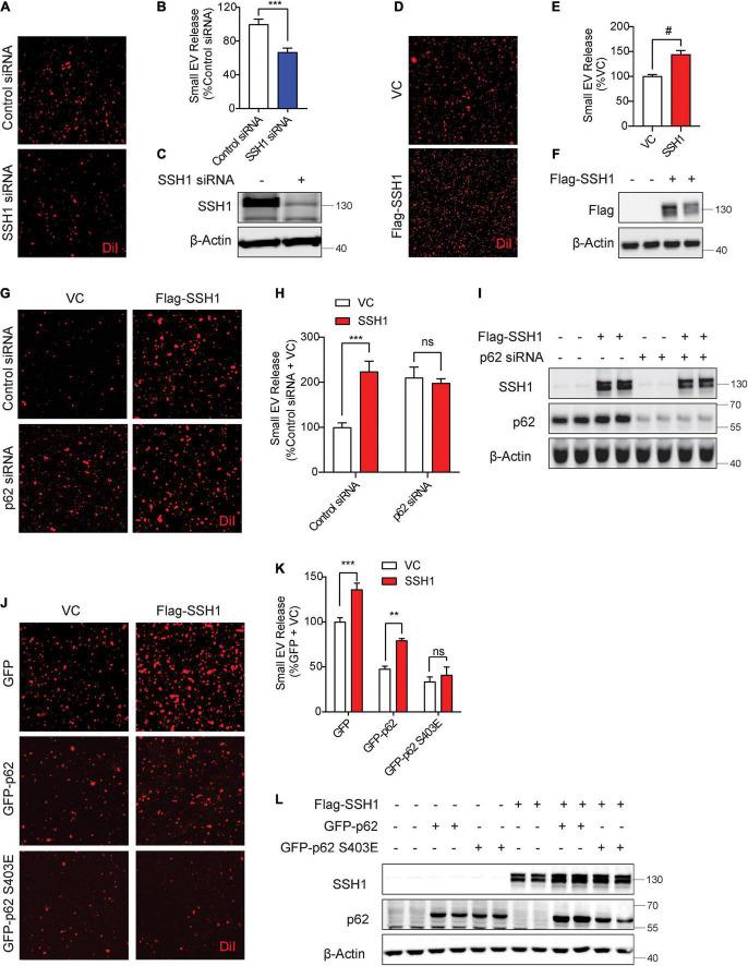 https://cdn.ncbi.nlm.nih.gov/pmc/blobs/d3d6/9452914/e150d06ce8fb/fnagi-14-933979-g003.jpg