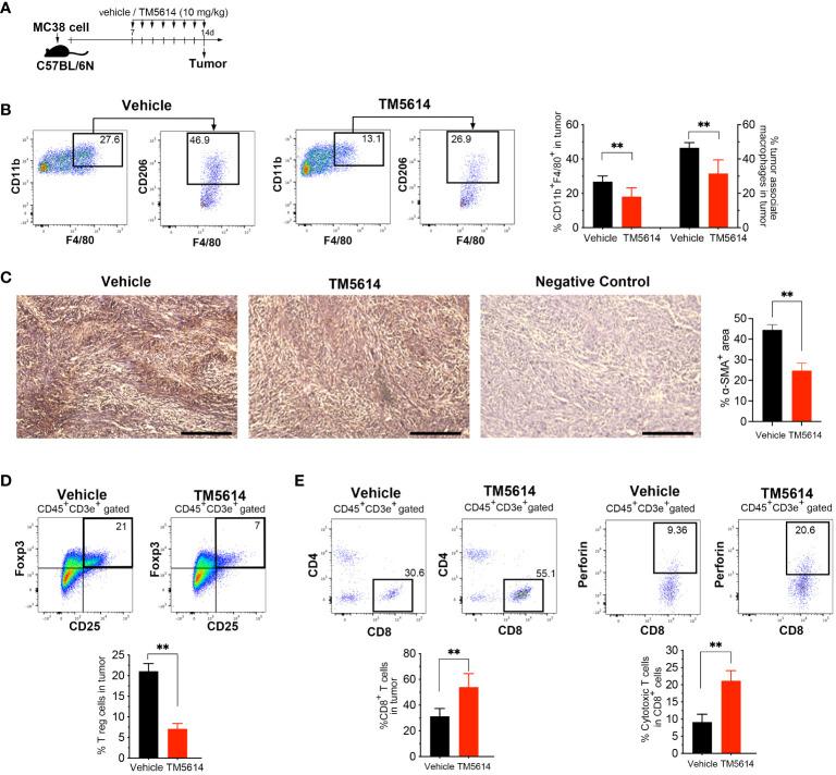 https://cdn.ncbi.nlm.nih.gov/pmc/blobs/d3da/11109370/9c66d3adf63a/fimmu-15-1365894-g007.jpg