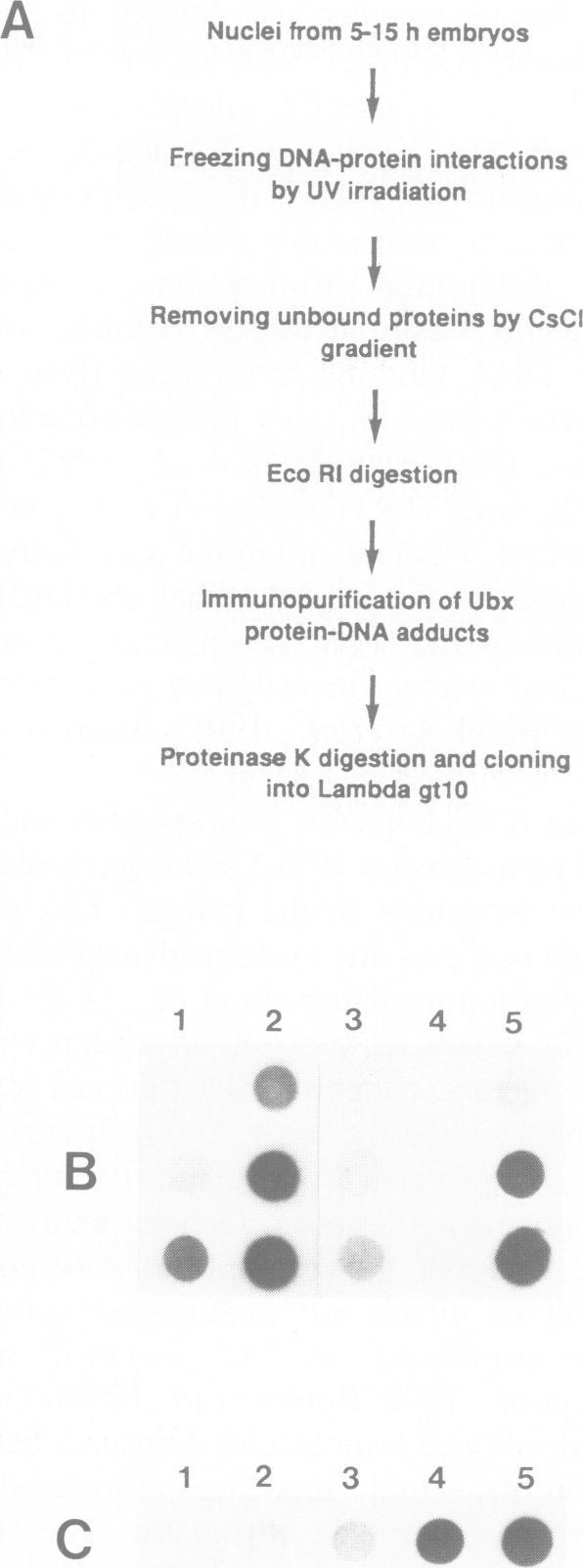 https://cdn.ncbi.nlm.nih.gov/pmc/blobs/d3da/556872/062ec3ab122c/emboj00094-0223-a.jpg
