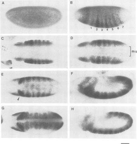 https://cdn.ncbi.nlm.nih.gov/pmc/blobs/d3da/556872/9e0491786d50/emboj00094-0225-a.jpg