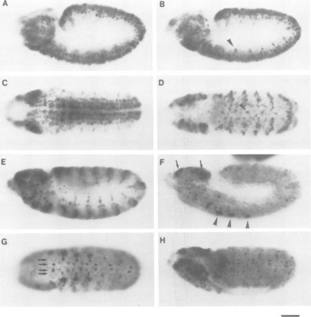 https://cdn.ncbi.nlm.nih.gov/pmc/blobs/d3da/556872/e8f247ac4fc5/emboj00094-0226-a.jpg