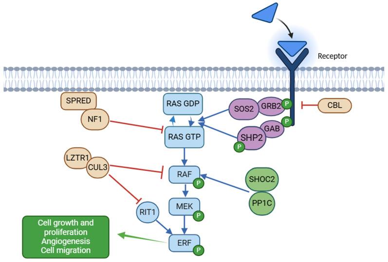 https://cdn.ncbi.nlm.nih.gov/pmc/blobs/d3dc/12027154/53df98c702bc/ijms-26-03515-g001.jpg