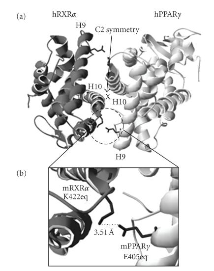 https://cdn.ncbi.nlm.nih.gov/pmc/blobs/d3dd/2801013/1d0eab8185c1/PPAR2009-925309.004.jpg