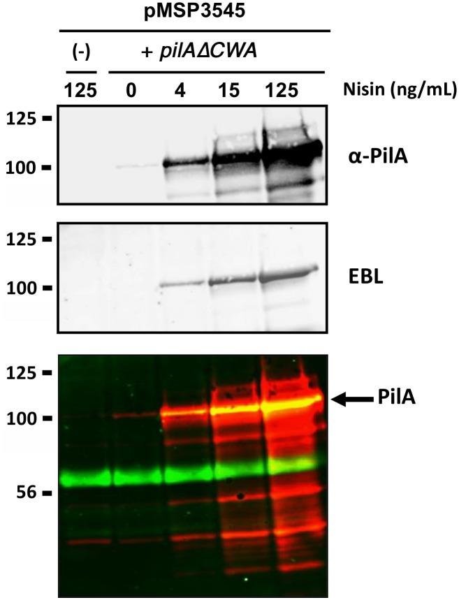 https://cdn.ncbi.nlm.nih.gov/pmc/blobs/d3e1/4583379/fe455d282741/pone.0138103.g003.jpg