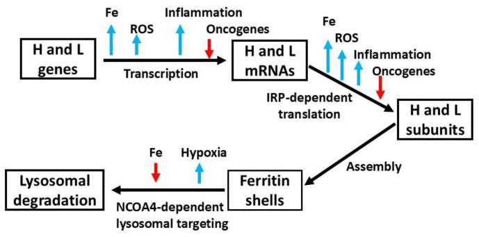 https://cdn.ncbi.nlm.nih.gov/pmc/blobs/d3e2/11719527/00e61b935494/ijms-26-00206-g002.jpg