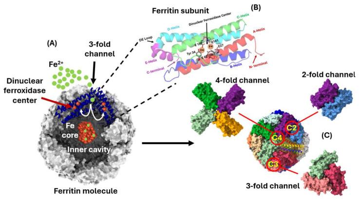 https://cdn.ncbi.nlm.nih.gov/pmc/blobs/d3e2/11719527/01639a47b728/ijms-26-00206-g001.jpg